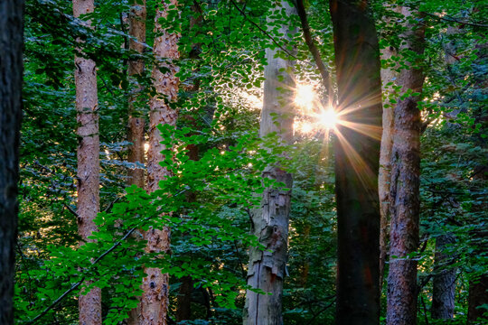 Warm sun rays burst through green foliage between tree trunks in a lush summer forest