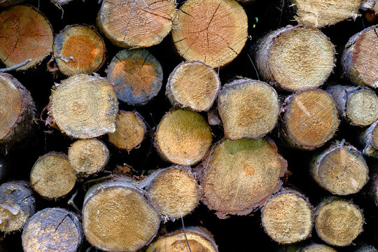 Stacked round log ends form a pattern of freshly cut spruce timber in the forest