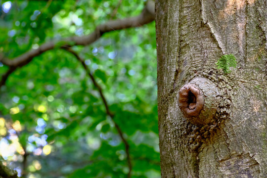 A knotted branch scar marks an old forest tree trunk against soft green woodland bokeh