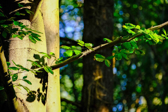 Sunlit green beech leaves grow on a slender branch beside a smooth pale tree trunk
