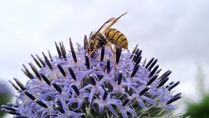 Macro shot of a honey bee gathering nectar on a purple flower in the garden.  © Таня Городнюк