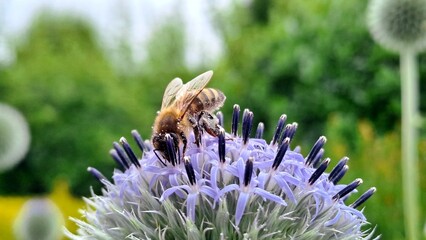 Macro shot of a honey bee gathering nectar on a purple flower in the garden.  © Таня Городнюк
