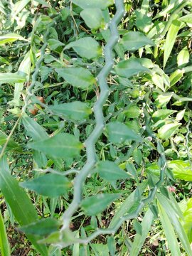 Close-up of lush green zigzag plant (Euphorbia tithymaloides) stems in a tropical home garden
