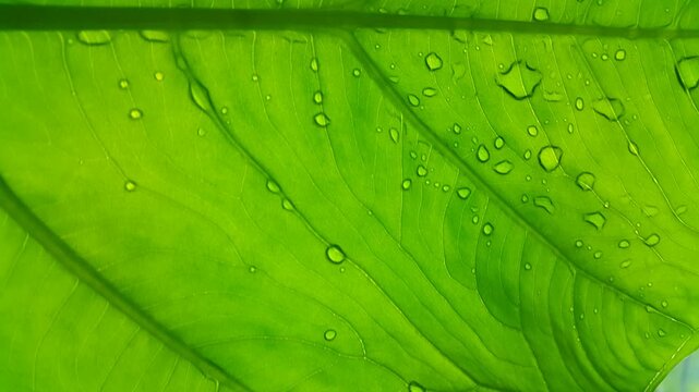 green leaf background. Close-up shot of a vibrant green leaf covered in crystal clear dew drops, reflecting soft natural sunlight. 