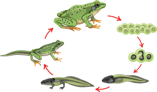  Frog life cycle vector illustration with cartoon tadpole egg embryo and adult amphibian diagram for kids