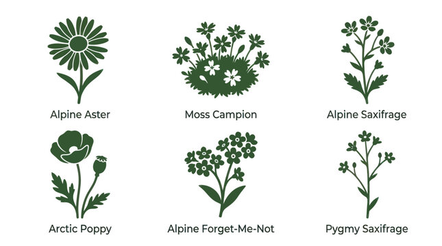 Collection of stylized floral botanical illustrations