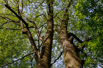 Obraz premium Two trees growing side by side, the beauty of nature, large trees, tree crowns view from below