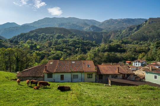 Cattle grazing in green pasture surrounded by rolling hills and woodland in a rural landscape in Asturias, northern Spain
