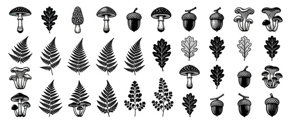 Hand-drawn forest elements collection: mushrooms, acorns, and ferns © Iwak