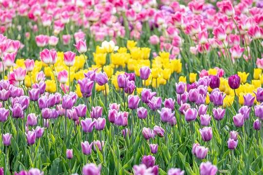 Colorful tulip flower field in spring park. Pink, yellow and purple Tulipa flowers blooming in garden bed. Dense spring floral background with green leaves and soft depth of field