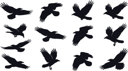 Obraz premium Flying Crow Raven Silhouette Collection with Black Birds Soaring Gliding Hunting and Wildlife Flight Poses Vector Illustration Set
