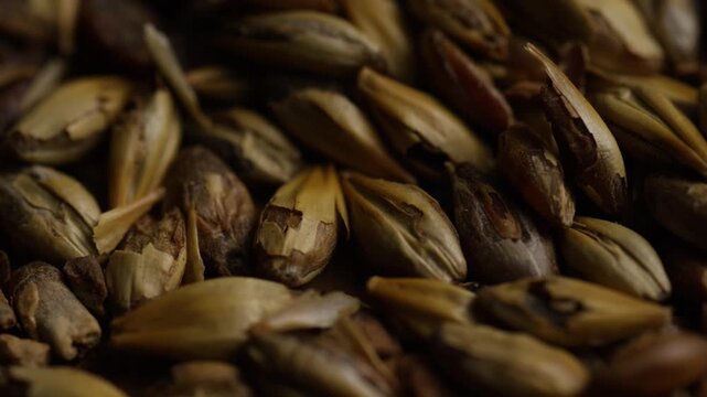 Macro close up shot of roasted malted barley grains used in craft beer brewing and whiskey production