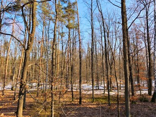 Fototapeta premium Densely growing pine trees in the forest in early spring