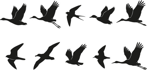 Obraz premium Flying Water Bird Silhouette Collection with Crane Heron Swallow Seagull Goose and Migratory Bird Flight Poses Vector Illustration Set