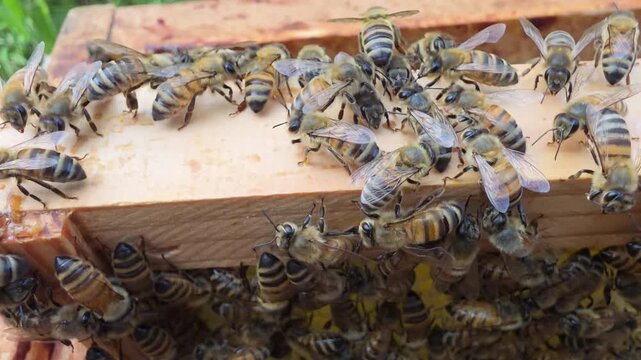 Bees on a frame removed from the hive.
The bees are gathered at the top of the frame, expressing anxiety.

