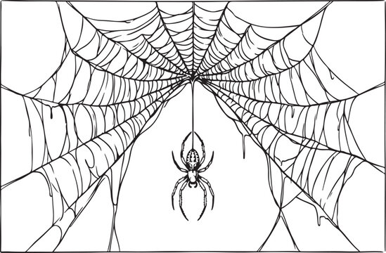 Intricate spiderweb with hanging spider a detailed black and white line art illustration