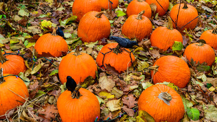 Obraz premium Bright orange pumpkins (Cucurbita pepo) arranged among fallen autumn leaves, representing a typical example of seasonal autumn decoration.