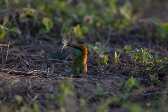 Asian Green Bee-eater (Merops orientalis) looking back while on ground in nature