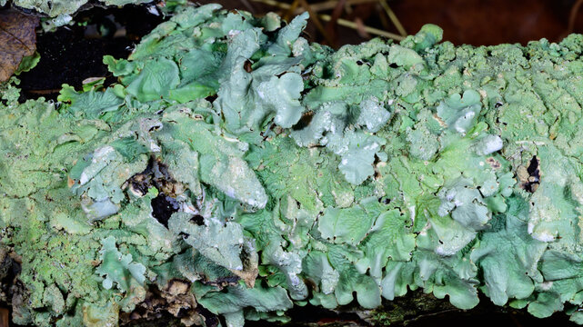 New Jersey, USA. Common greenshield lichen (Flavoparmelia caperata), a widespread foliose lichen.