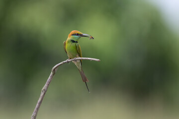 Obraz premium Asian Green Bee-eater (Merops orientalis) perched on curved twig with caught insect