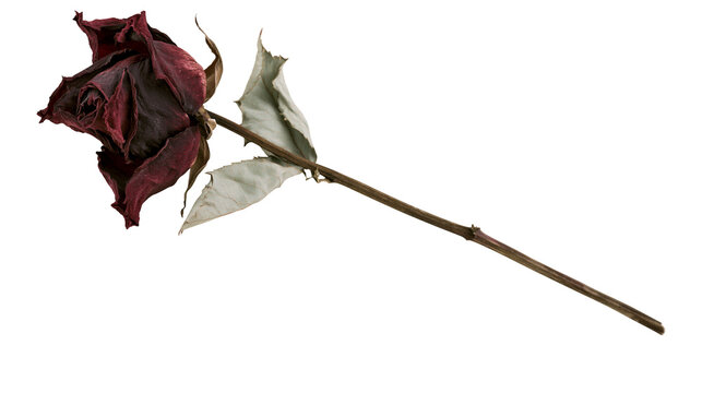 Dried dark red rose with desiccated leaves and thorny stem