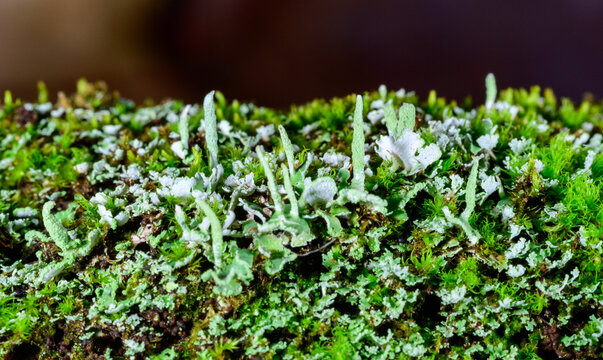 New Jersey, USA. A species of lichen belonging to the genus Cladonia.