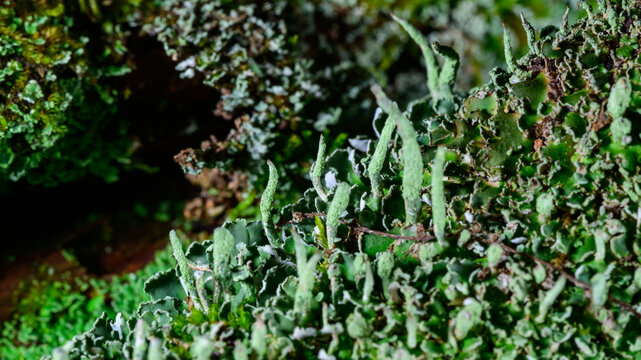 New Jersey, USA. A species of lichen belonging to the genus Cladonia.