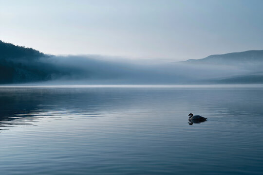 A lone duck glides quietly across a tranquil, misty lake at dawn, capturing the serene and peaceful essence of nature with reflections shimmering in the still water.