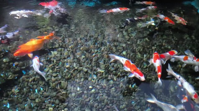 Koi fish swarm in dark, churning water. Red, orange, and white fish compete for food. They leap, twist, and dart in chaotic motion. Water splashes as they devour scattered meals