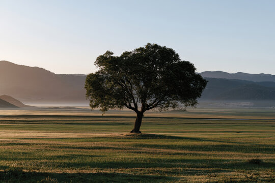 In this serene landscape, a solitary tree emerges from soft morning mist, embodying tranquility and calm within the expansive, peaceful countryside.
