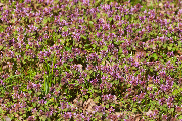 Fototapeta premium Purpur blühende Taubnessel auf einer Blumenwiese, Purpur Erzengel (Lamium purpureum), Deutschland