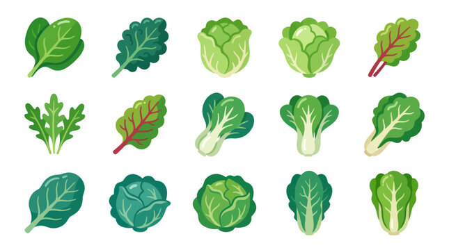 Assorted leafy green vegetable collection
