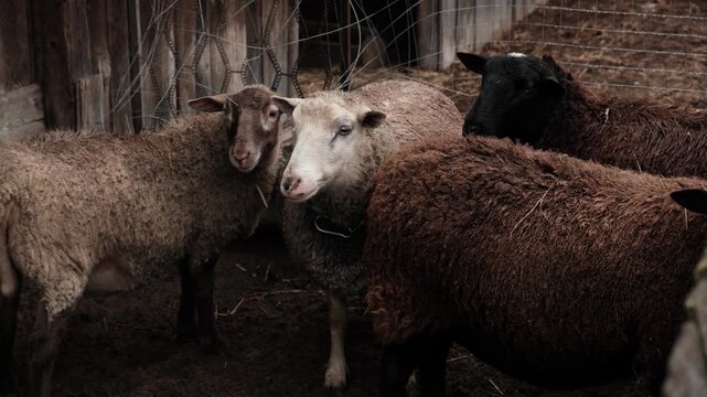 Flock of sheep grazes peacefully in a rustic farm setting alive with nature. Detailed closeup of brown and white sheep herd. Concept of sheep farming and herding. Open-air sheepfold. Farmhouse