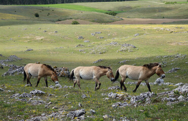 Fototapeta premium Chevaux sauvages de Przewalski sur le Causse Méjean. Le Villaret - Hures-la-Parade - Lozère 