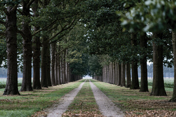 Fototapeta premium A picturesque road flanked by tall trees creates a majestic vibe, ideal for reflective walks while surrounded by nature's splendor, enhancing feelings of peace and tranquility.