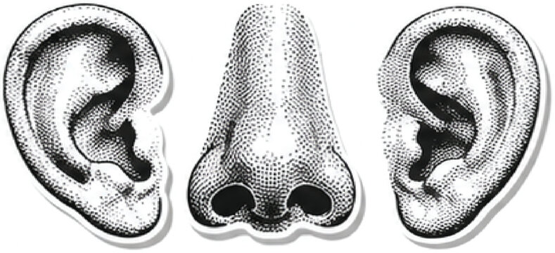 Vintage stipple engraving of human ears and nose, retro anatomical illustration set, black and white dotwork sensory organs vector