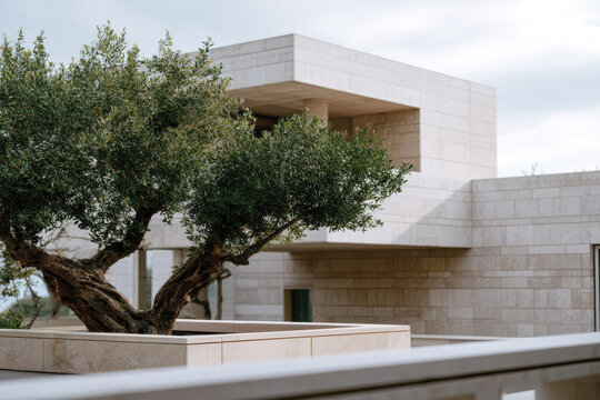 This stunning image captures a contemporary architectural structure harmoniously integrated with a vibrant olive tree, symbolizing nature and modern living.