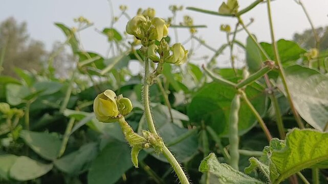 Macro View of Legume Plant Flowers Growing in a Farm