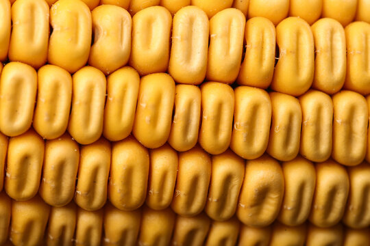 Fresh Yellow Corn Kernels Close-Up Macro Food Background