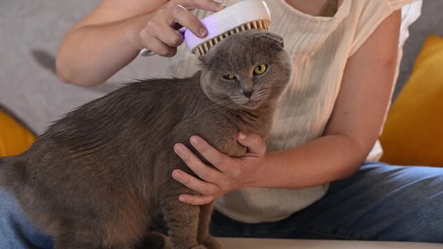 Female pet owner using steam brush to groom gray Scottish Fold cat indoors, cat grooming routine, pet care, coat maintenance, fur care, shedding season, comfortable home lifestyle