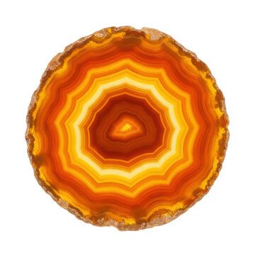 Polished agate slice featuring amber, orange and yellow concentric bands with a rough tan rock edge against a white background, concept of natural mineral beauty