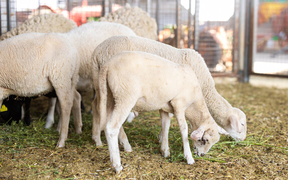 Sheep feed in pen on livestock farm