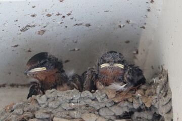 Swallow chicks in the nest © Mt. Cape
