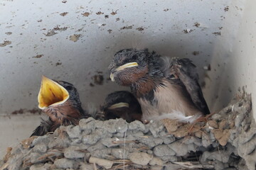 Swallow chicks in the nest © Mt. Cape
