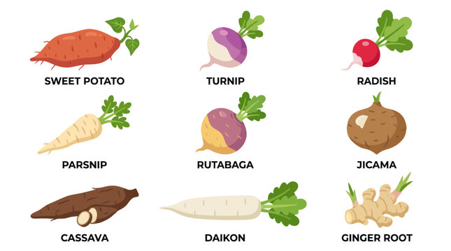 Assorted root vegetables collection