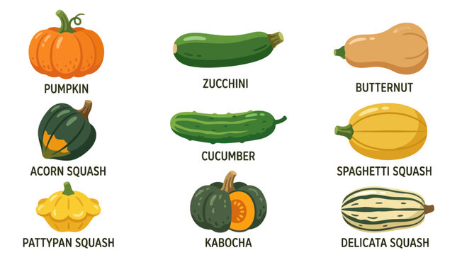 Assorted winter and summer squash varieties