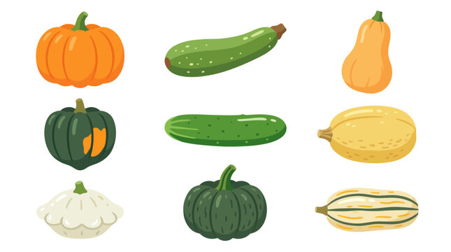 Assortment of colorful winter squash and zucchini