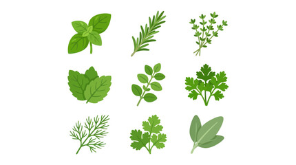 Assortment of fresh culinary herbs © Ganesha