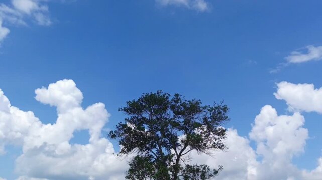 Low angle tilt up shot from a green field and tree to a bright blue sky with white clouds