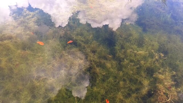 Clouds reflection on clear water surface with green algae underneath